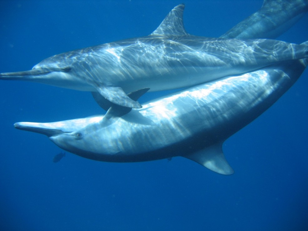 O macho fica por baixo no ato sexual  — Foto: Projeto Golfinho Rotador/Divulgação