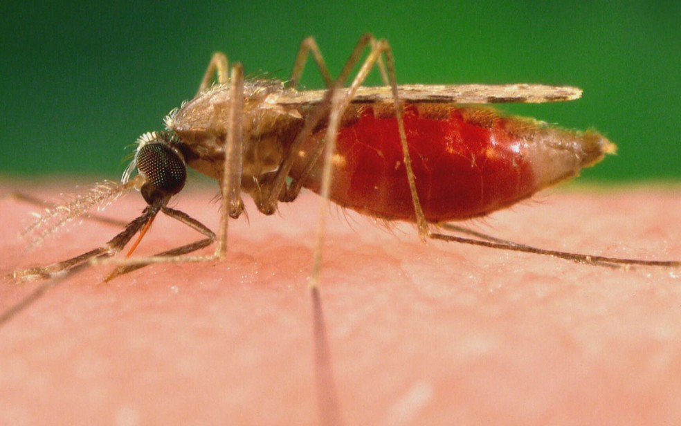 Mosquito responsável pela transmissão da malária, em Goiás — Foto: Reprodução/TV Anhanguera