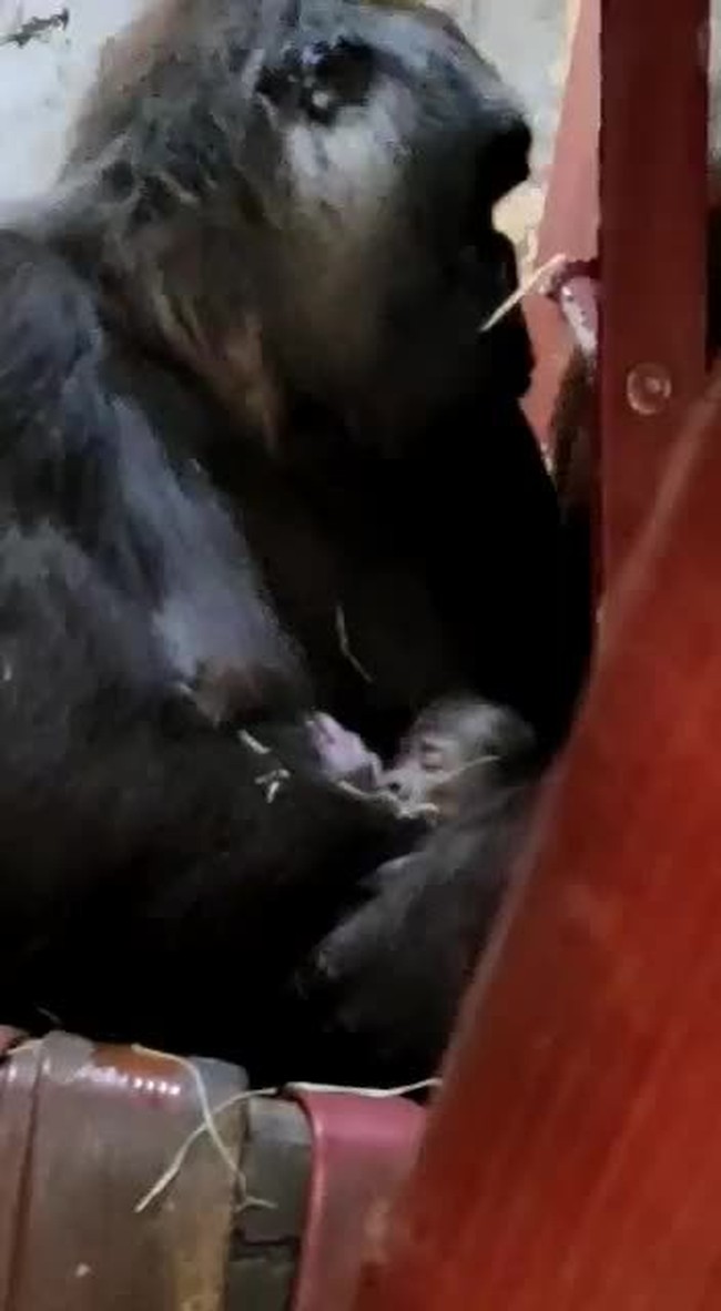 Imbi ninando o 5º filhote da família gorila no zoológico de BH