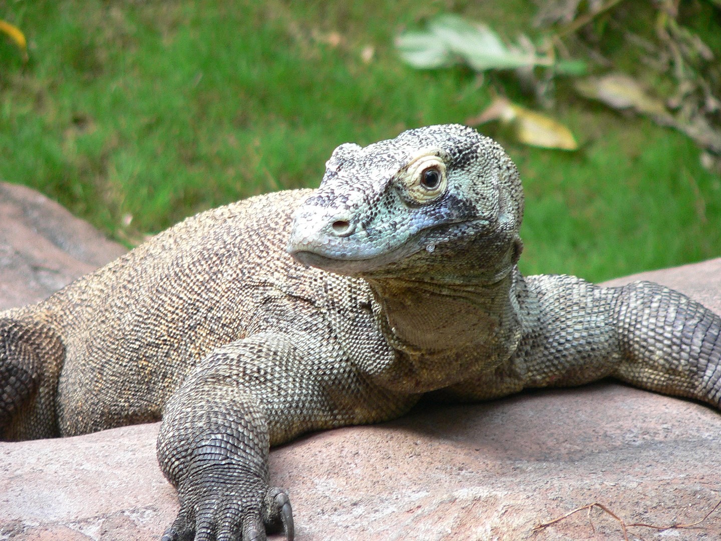 Os dragões-de-komodo estão no topo da cadeia alimentar da ilha (Foto: komodoensis6 / Wikimedia Commons)