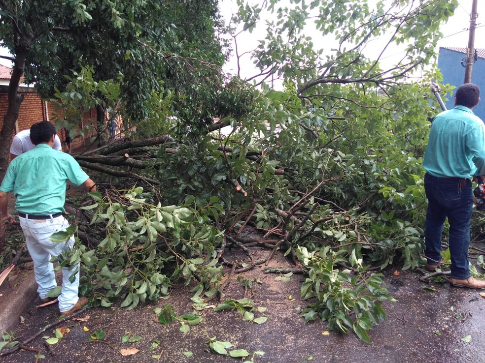 Chuva forte derrubou árvores em Andradina (SP) — Foto: Arquivo Pessoal