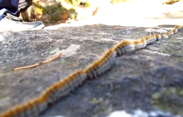 Vídeo mostra dezenas de lagartas andando em 'caravana'. (Foto: Reprodução)