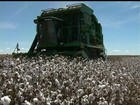 Agricultores da Bahia comemoram resultado da safra de algodão