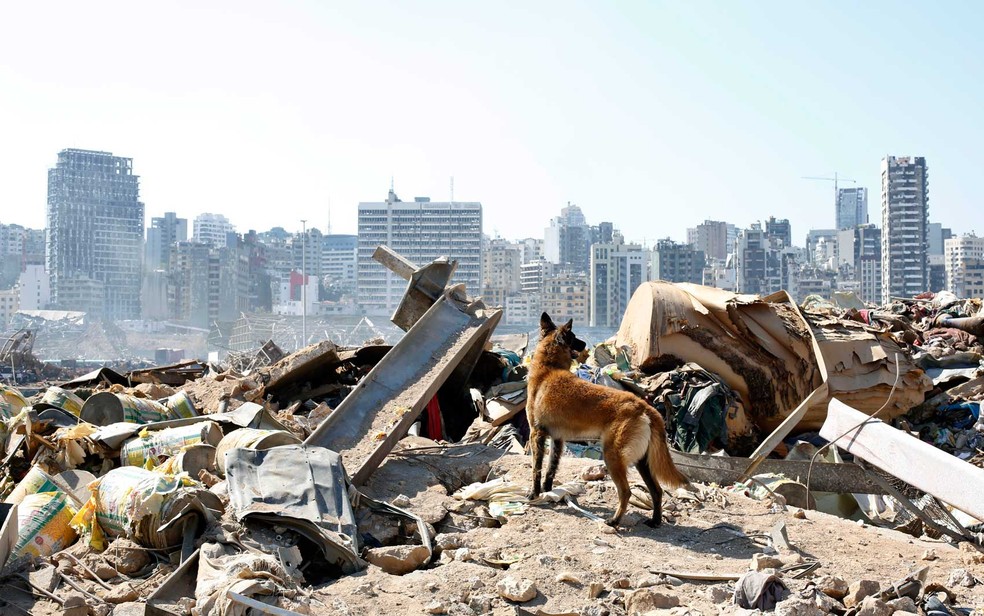 Cão à procura de corpos em Beirute — Foto: Thibault Camus / AP Photo