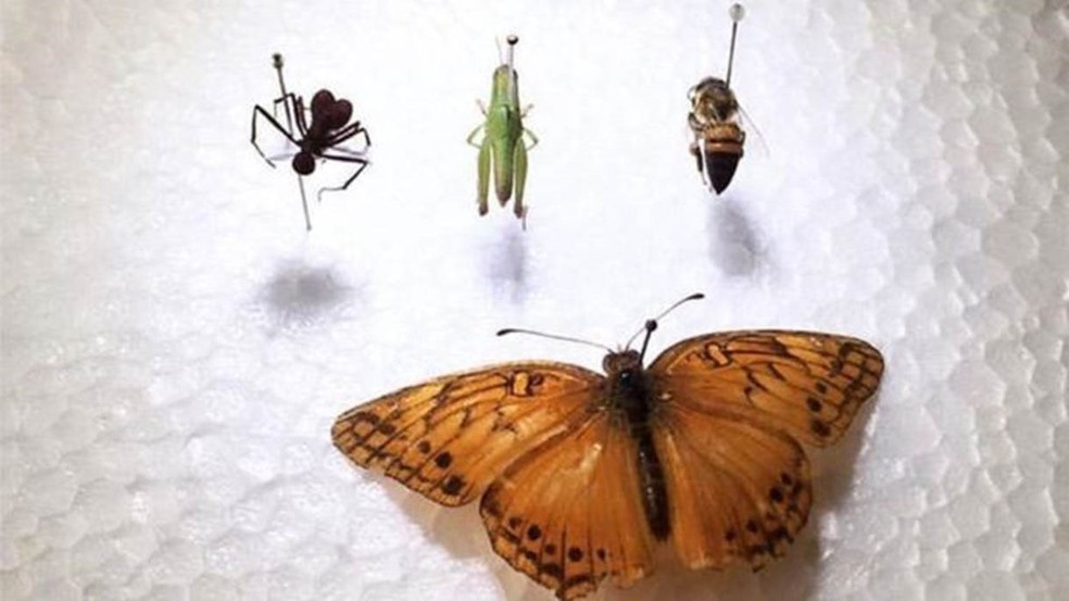 Por Que Capturar Um Inseto Pode Acabar Em Multa Natureza G1