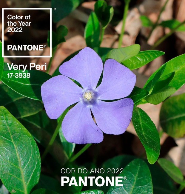 Inspirada na popular Murta, a cor de 2022 escolhida pela pantone é um tom de violeta batizada de Very Peri 17-3938 (Foto: Reprodução / Instagram)