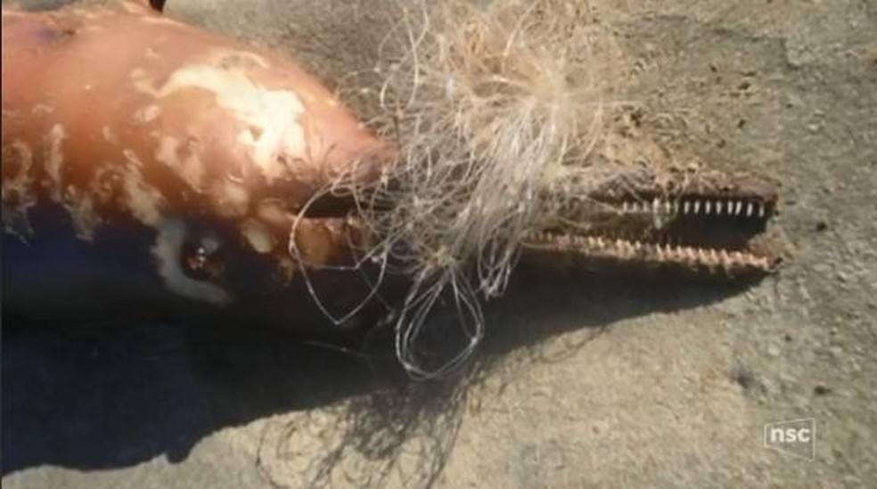 Toninhas estão ameaçadas de extinção (Foto: reprodução NSC TV)