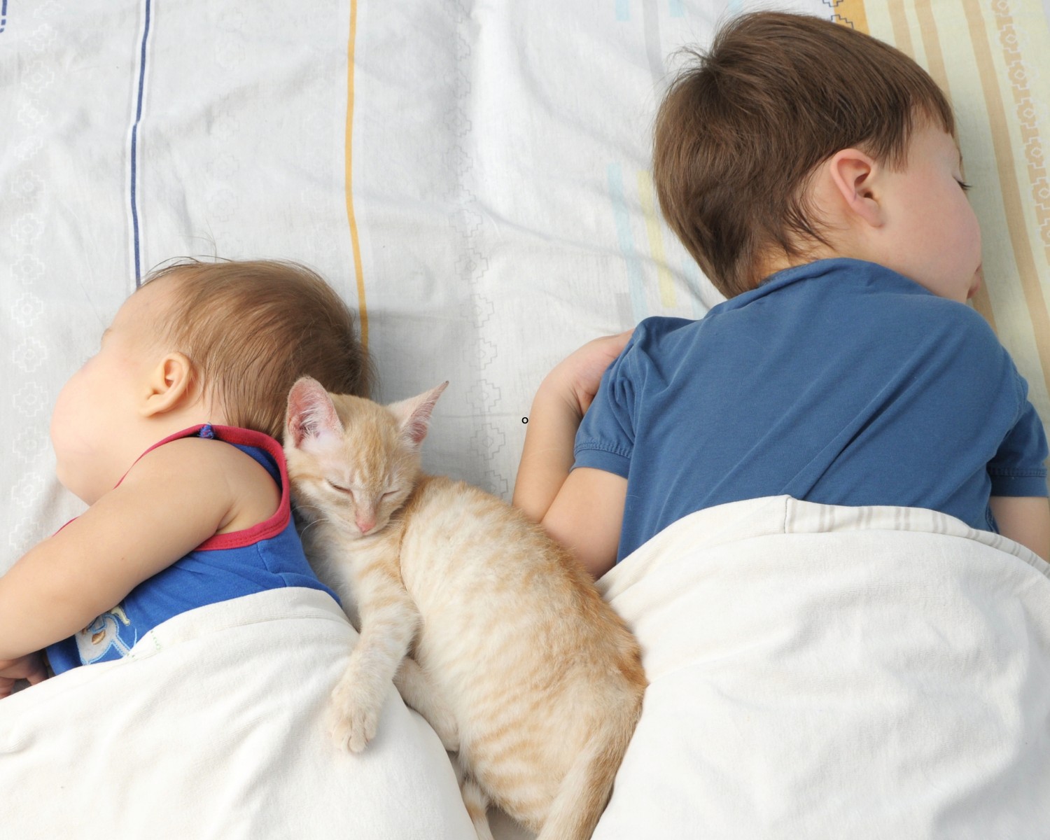 Os pets aparecem em sonhos dependendo do grau de conexão com seus tutores (Foto: Canva / Creative Commoms)