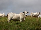 Carne bovina é dez vezes mais custosa ao meio ambiente, diz estudo