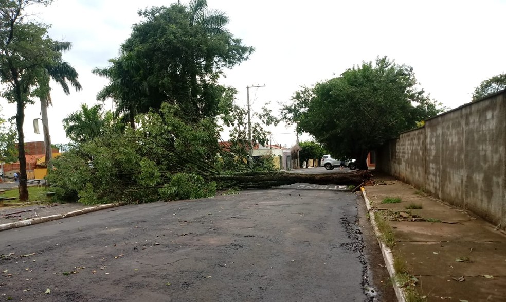 Árvore caiu em rua de Araçatuba após chuva na madrugada deste sábado (21) — Foto: Arquivo Pessoal