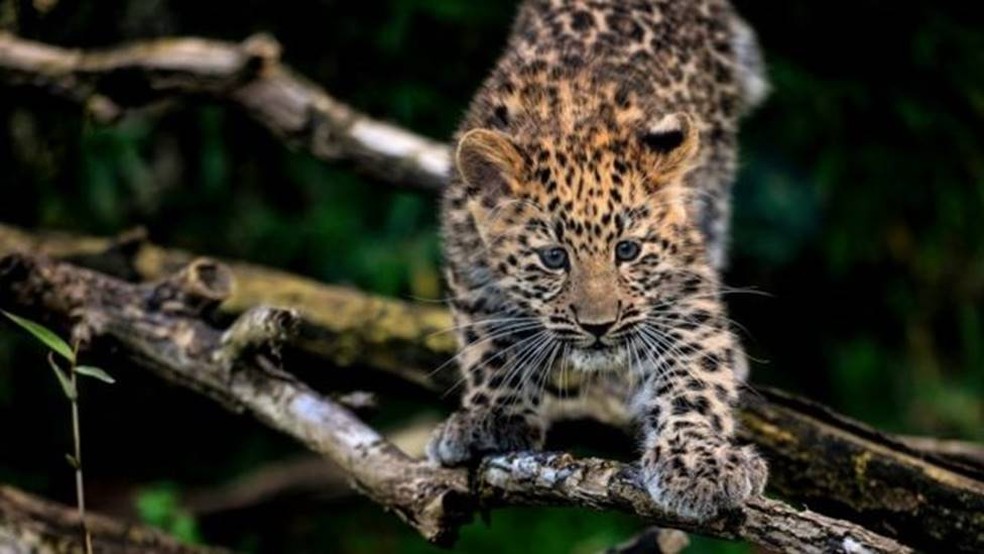 O leopardo-de-amur está na lista de espécies ameaçadas da IUCN desde 1996 — Foto: GETTY IMAGES/BBC