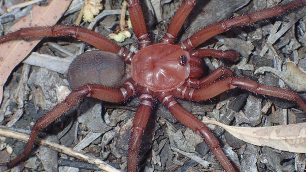 A aranha foi encontrada em uma floresta da Austrália — Foto: QUEENSLAND MUSEUM via BBC