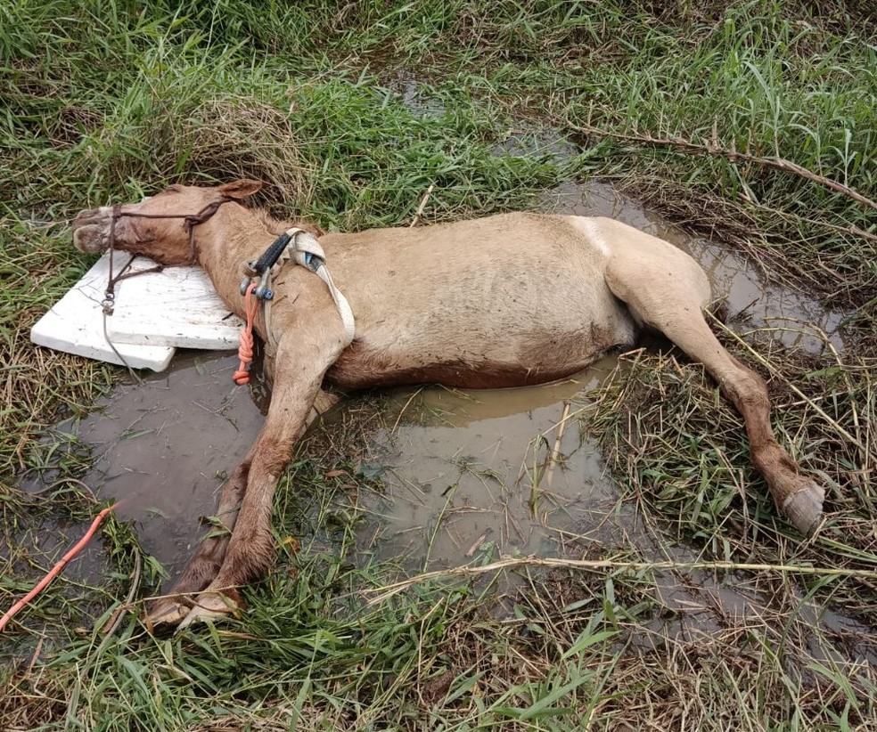 Animal ficou aos cuidados de uma veterinária — Foto: Corpo de Bombeiros/Divulgação