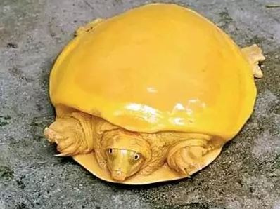 Tartaruga amarela (Foto: Reprodução / Times of India)