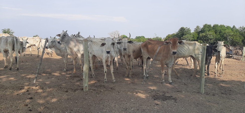 Denúncia levou policiais militares a encontrarem, nesta quinta-feira (7), 40 bois mortos e outros desnutridos em uma propriedade rural em Araguaiana (MT) — Foto: PMMT