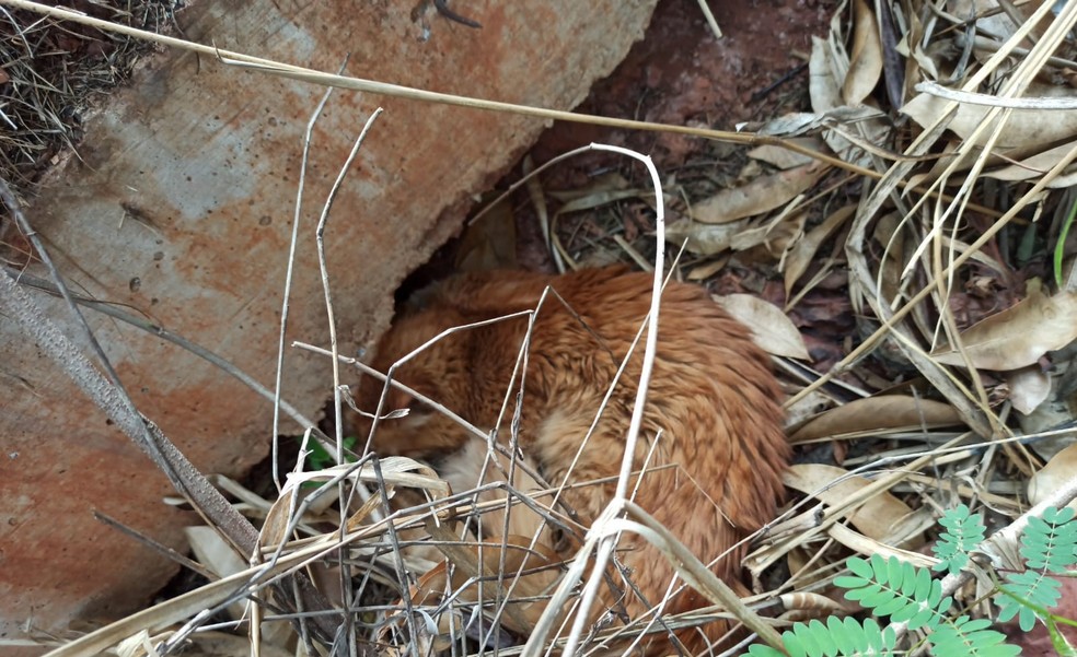 Animal foi encontrado debilitado e escondido numa área próxima ao condomínic — Foto: Arquivo Pessoal / Thayrine Oshima