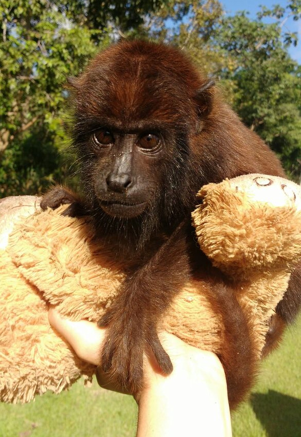 Filhote de macaco que perdeu a mãe em MT foi levado para viver no RJ (Foto: Sema/MT)