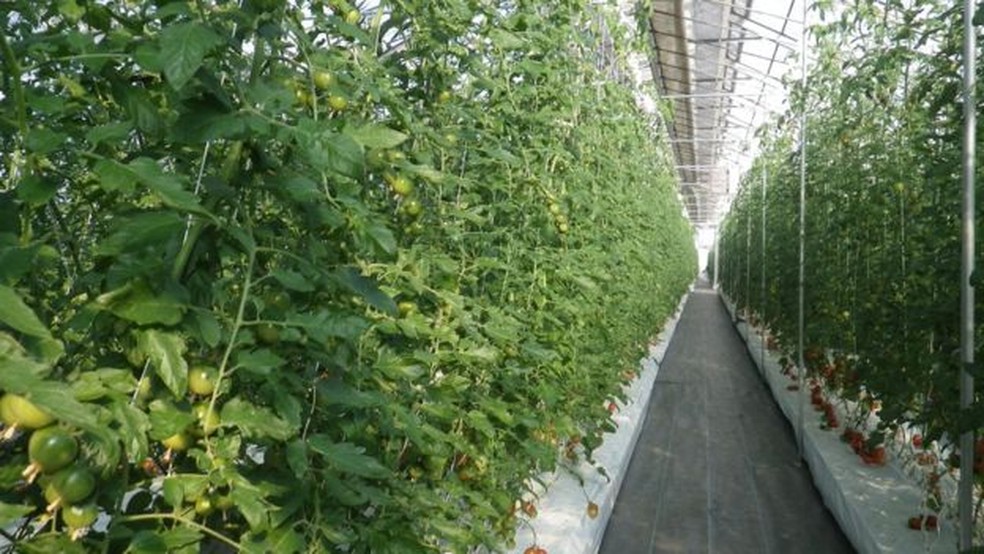 Método de produção por películas possibilita a agricultura em qualquer lugar do planeta — Foto: Divulgação/Mebiol/BBC
