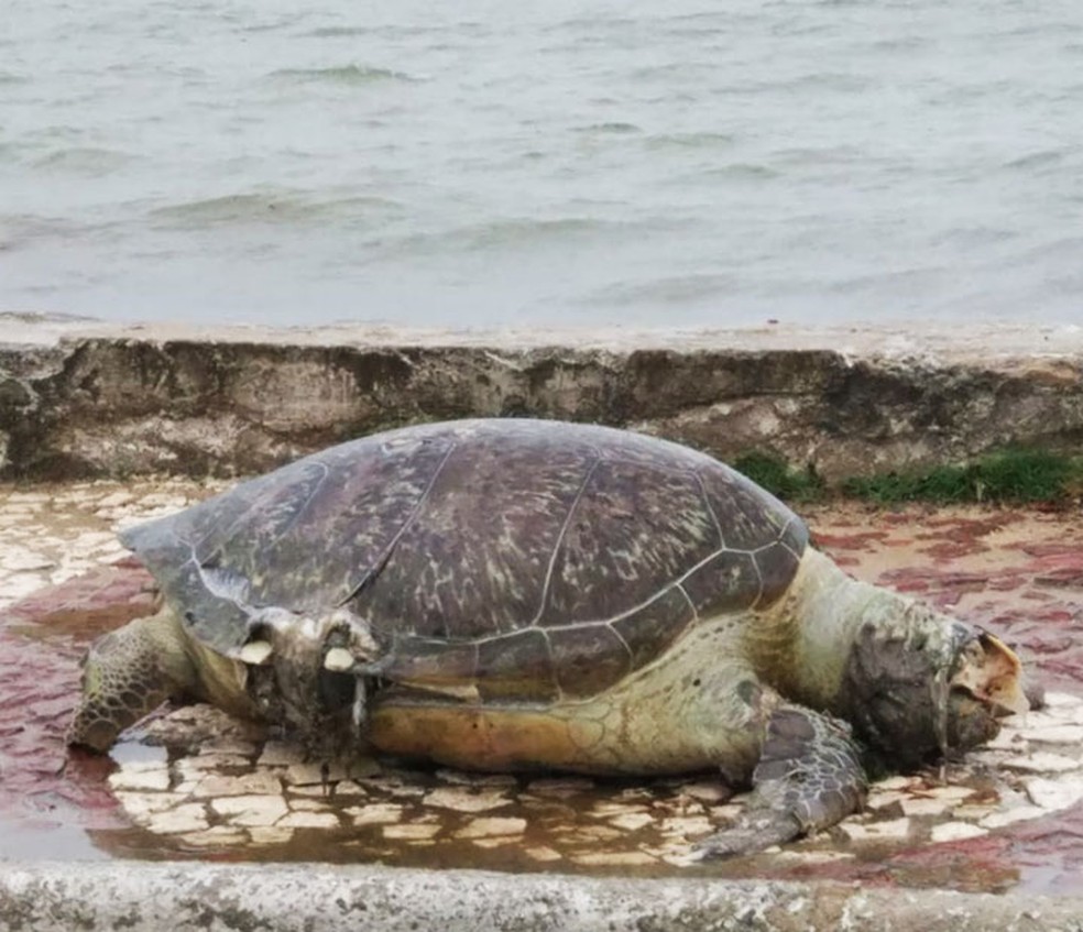 Tartaruga foi achada morta em calÃ§ada no centro de Porto Seguro, no sul da Bahia â Foto: Namidia News