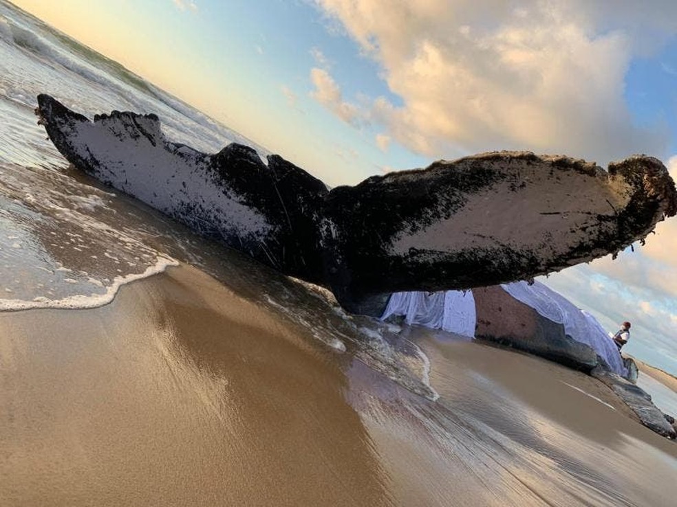 Animal de 12 metros de comprimento e 20 toneladas encalhou na Praia Grande — Foto: Foto: PMP/ Divulgação