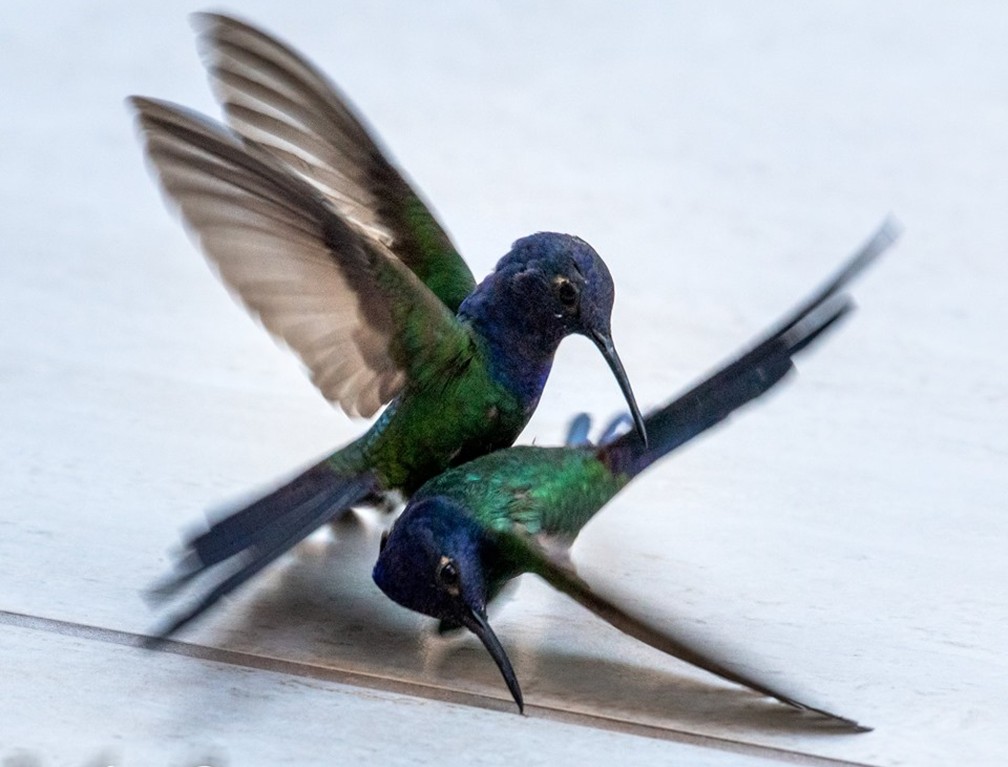 Durante o embate, beija-flor bica o outro na tentativa de expulsá-lo do território dele — Foto: Luiz Pires/Divulgação