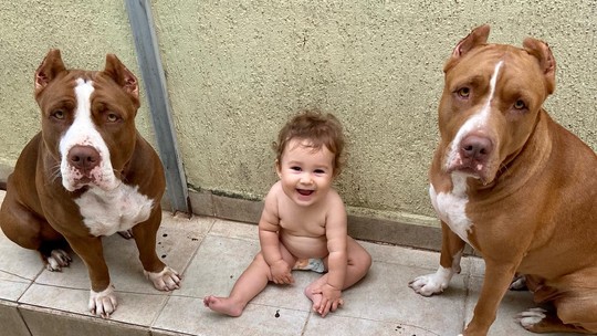Bebê que convive com três pit bulls faz sucesso na web: "Tentamos ensiná-la a respeitar o espaço deles", diz mãe