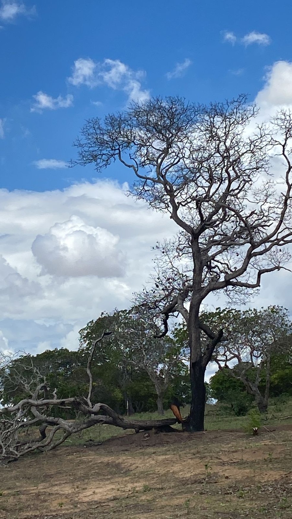 Raio atingiu árvore e destelhou parcialmente uma casa na zona rural de Lagoa Nova, no interior do RN — Foto: Cedida