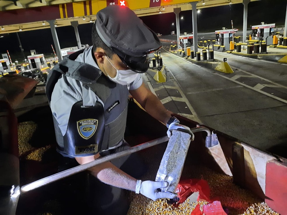 Maconha foi apreendida em caminh&atilde;o com milho em Itatinga &mdash; Foto: Divulga&ccedil;&atilde;o/PM Rodovi&aacute;ria