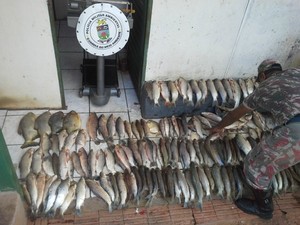 Pescado apreendido em Miranda MS (Foto: Divulgação/PMA)