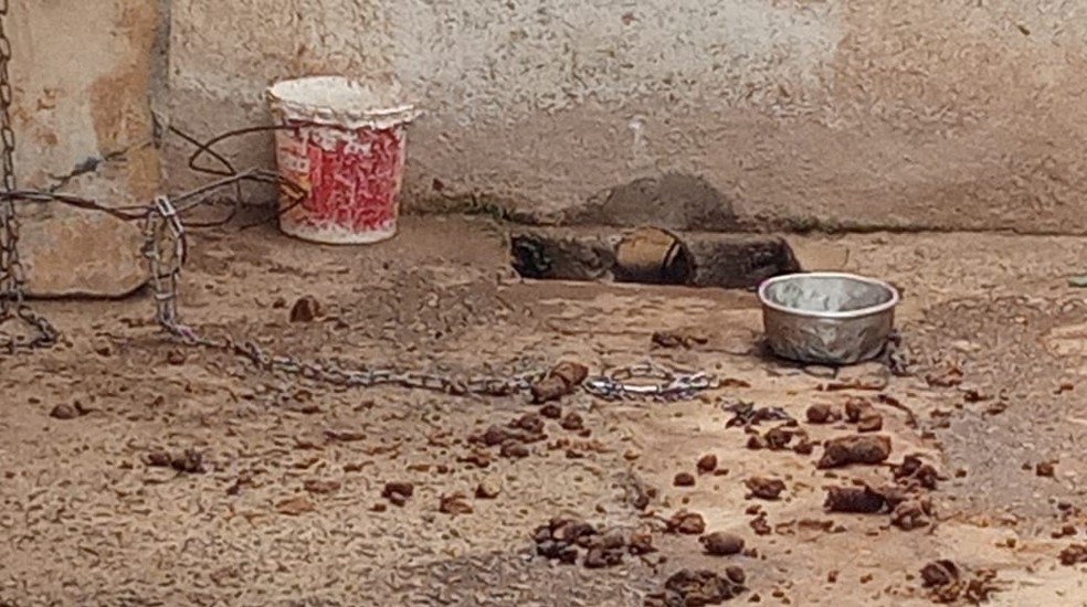 No local, grãos de ração se misturavam a fezes — Foto: PMMA/Divulgação