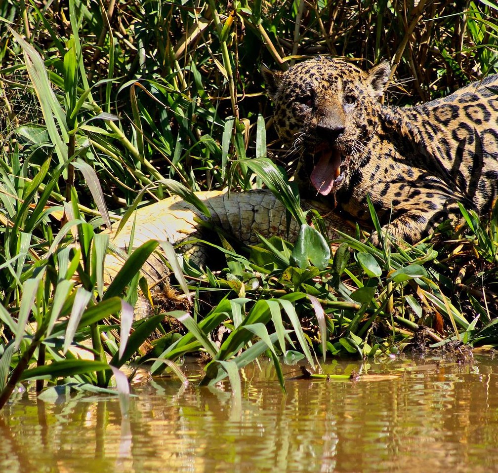 Mick Jaguar, também apelidado de Cegão ou Pirata, é uma onça-pintada que vive no Parque Estadual Encontro das Águas e, mesmo cego de um olho, é um exímio predador — Foto: Arquivo pessoal/Abigail Martin