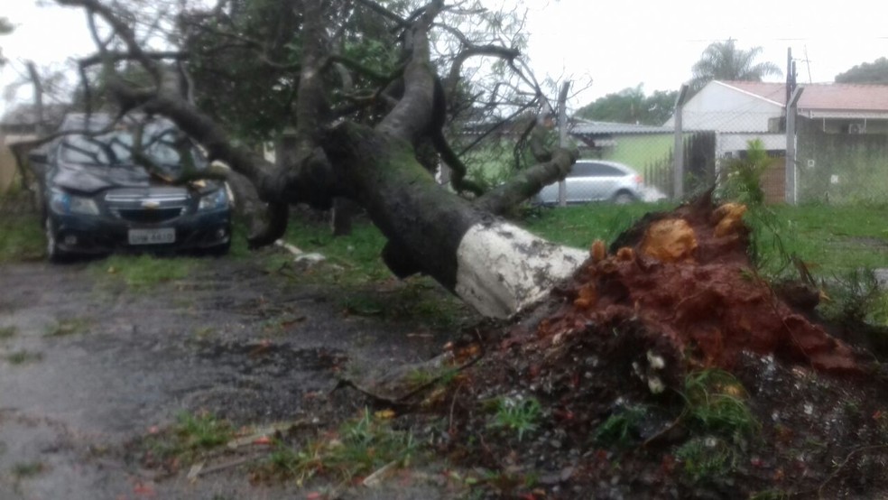 Árvore caiu em Bauru durante a tempestade (Foto: Alan Schneider / TV TEM )