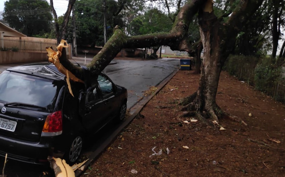 Árvore cai em vendaval e atinge carro em Maringá, na tarde deste sábado (31) — Foto: Defesa Civil/Divulgação
