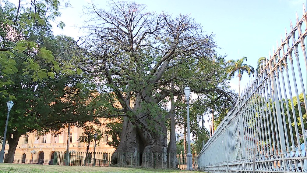 Baobá plantado na Praça da República, em frente ao Palácio do Campo das Princesas, no Recife — Foto: Reprodução/TV Globo