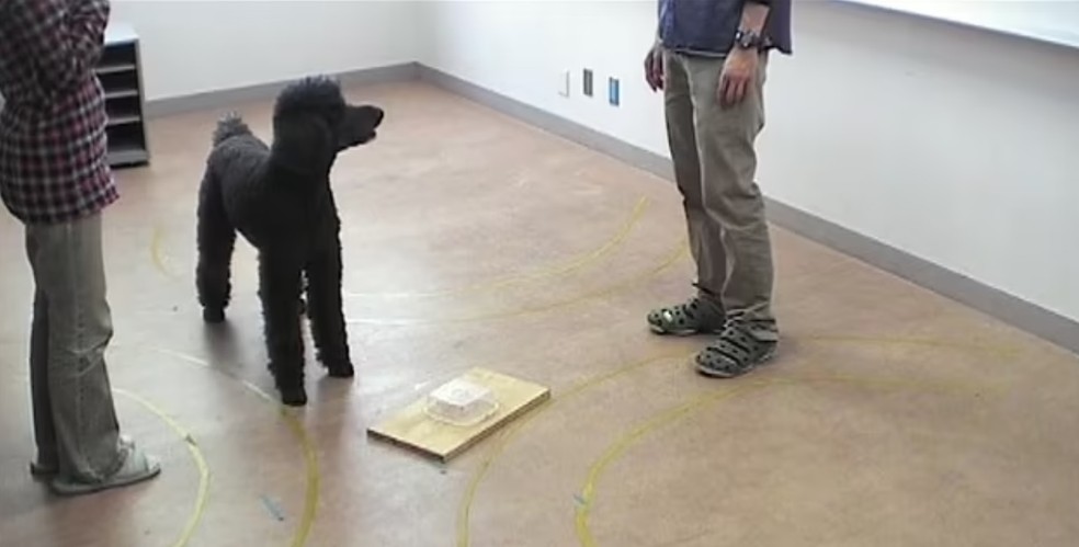 Na segunda tarefa, os cachorros foram submetidos a um teste de resolução de problemas — Foto: Azabu University