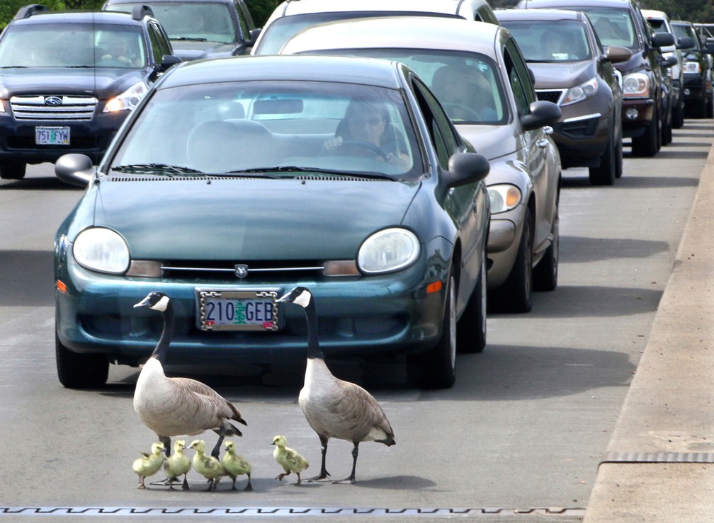 Motorista salva famÃ­lia de gansos em rua movimentada nos EUA (Foto: Timothy Bullard/The Daily Courier via AP)
