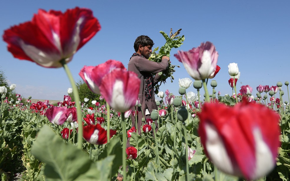 Plantações de papoula ocupam mais de 300 mil hectares no Afeganistão, o maior cultivo do mundo (Foto: AP Photo/Rahmat Gul)