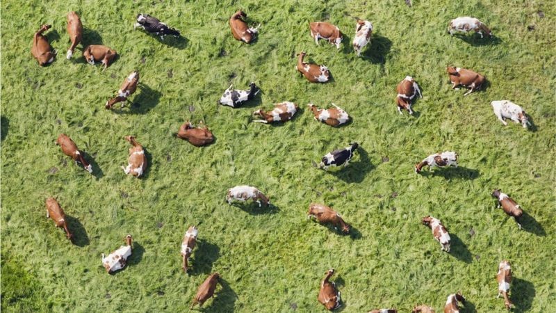 A Holanda decidiu diminuir em 30% o tamanho de seu rebando de bovinos (Foto: Getty Images via BBC News)