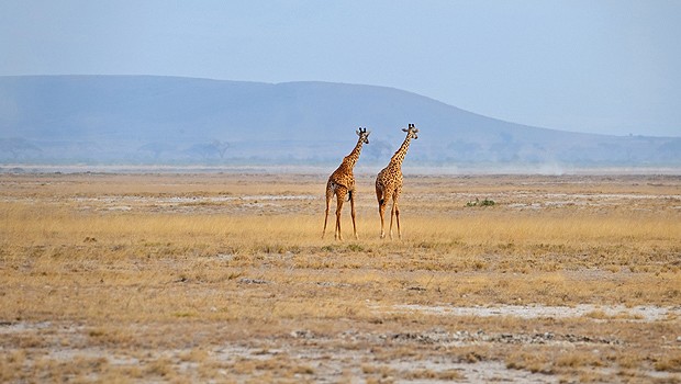 Não é raro encontrar girafas passeando no aeroporto Phinda Airstrip, na África do Sul (Foto: Reprodução/PrivateFly)