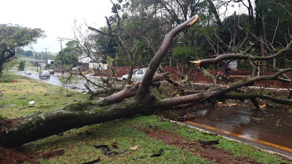 Em Cambé, árvore caiu sobre a Avenida Roberto Conceição — Foto: Patrícia Piveta/RPC