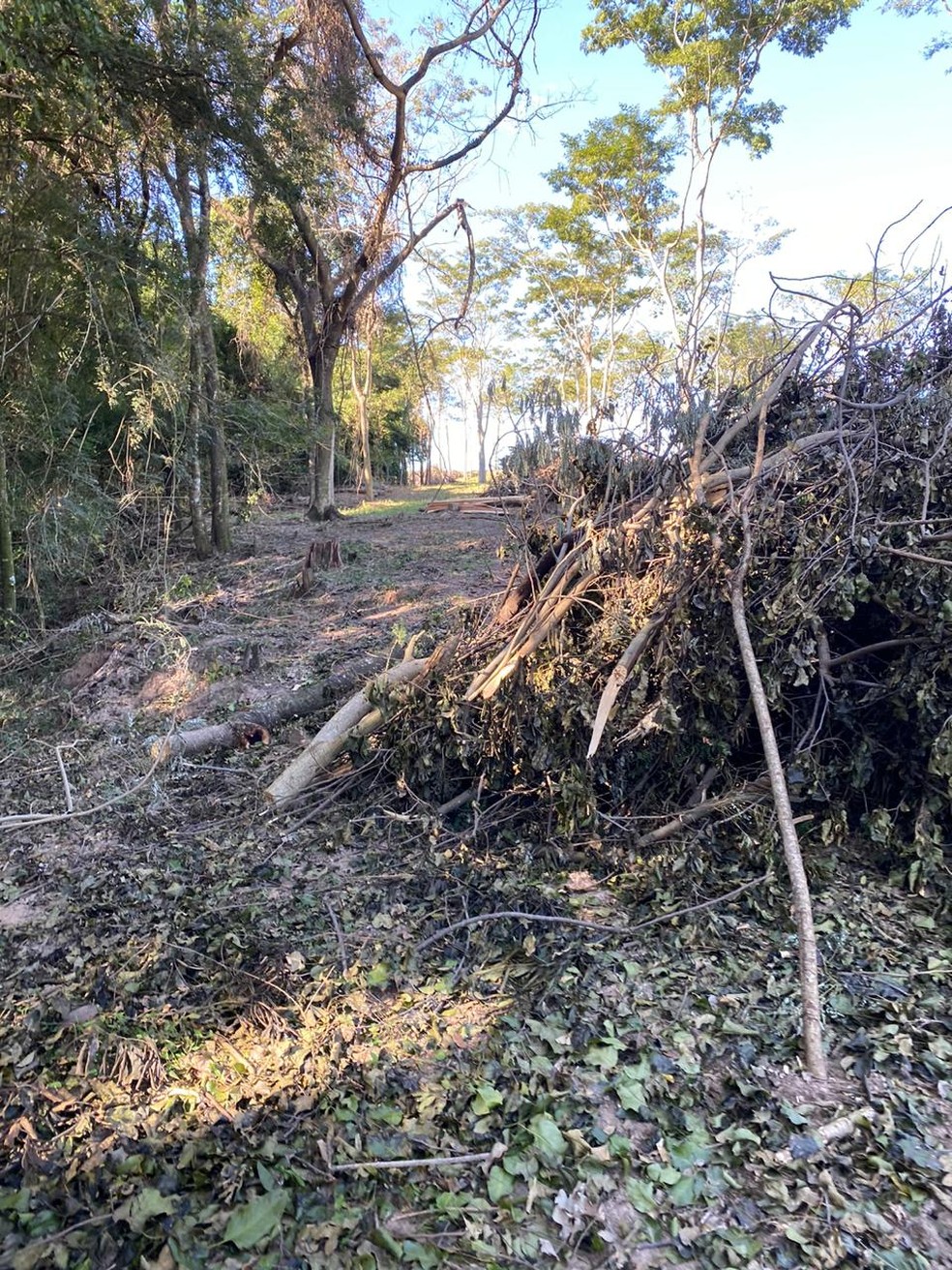 Fiscaliza&ccedil;&atilde;o foi feita nesta sexta-feira (24), em Presidente Prudente &mdash; Foto: Pol&iacute;cia Ambiental