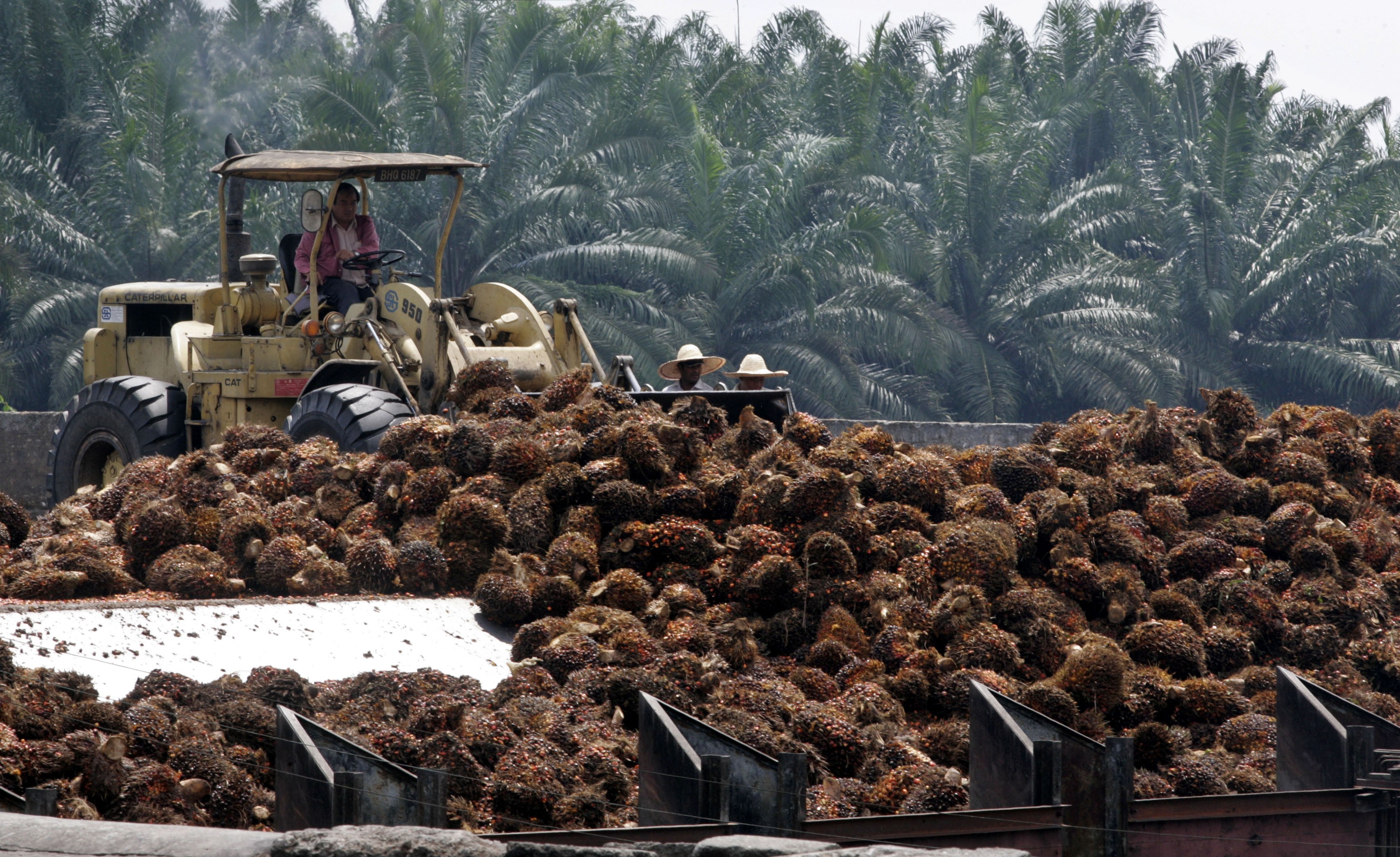 Frutos de palma antes de processamento em Dengkil  (Foto: REUTERS/Bazuki Muhammad)