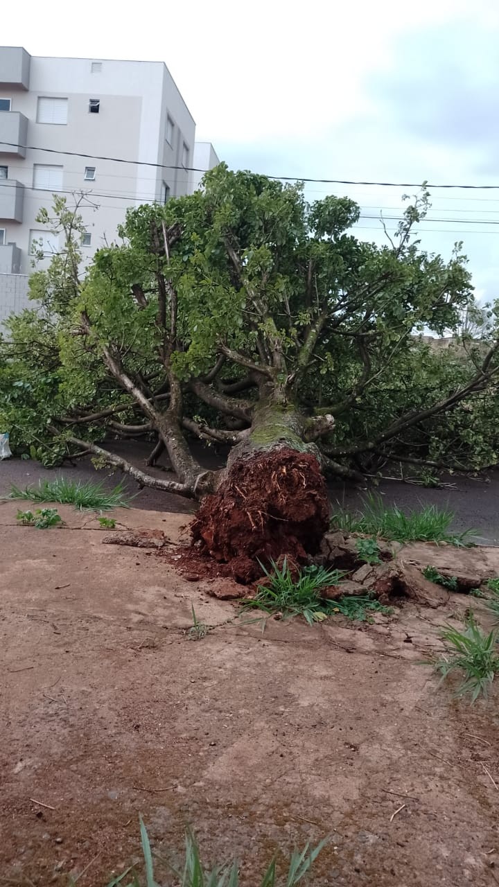 VÍDEO: Árvore cai e atinge carro após chuva e rajadas de vento em Uberlândia