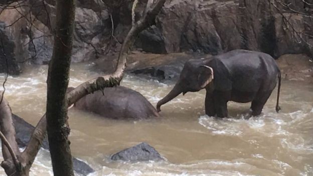 Um dos sobreviventes tentando ajudar outro elefante, já morto (Foto: Reprodução Parque Nacional de Khao Yai)