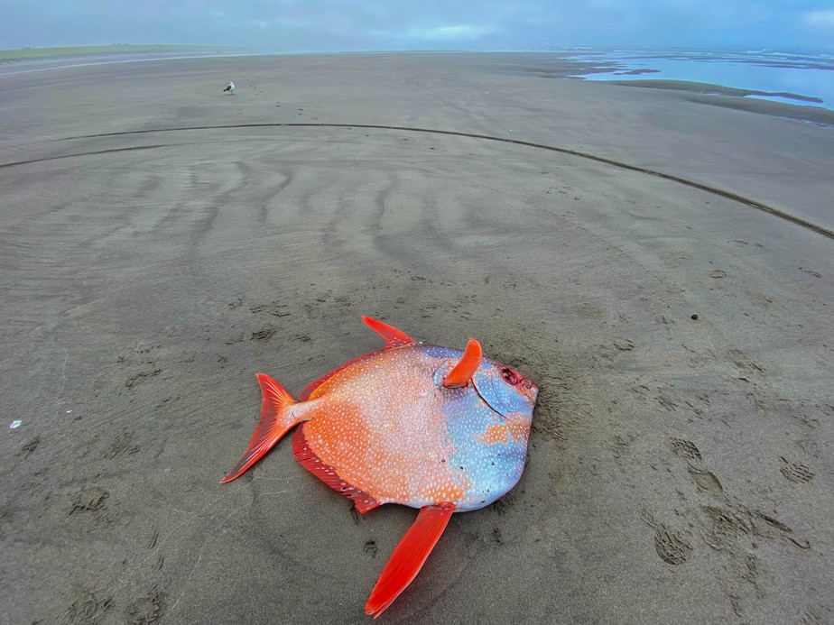 Peixe tropical de 45kg é descoberto em uma praia no Oregon