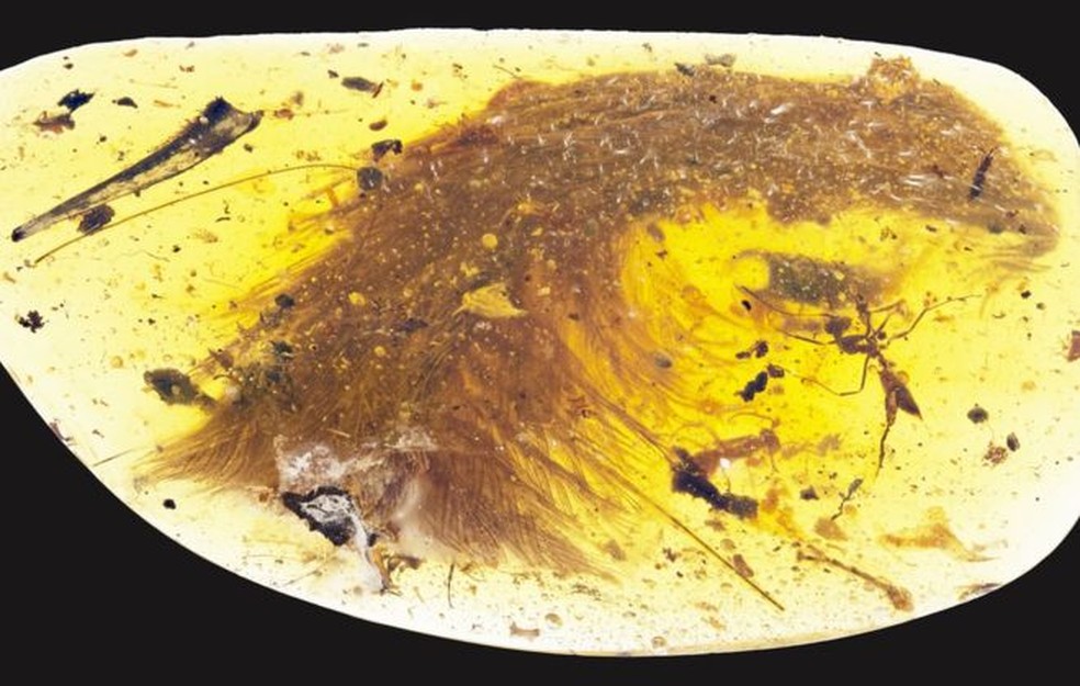 Penas da cauda de dinossauro foram encontradas preservadas em âmbar em Myanmar (Foto: Current Biology)