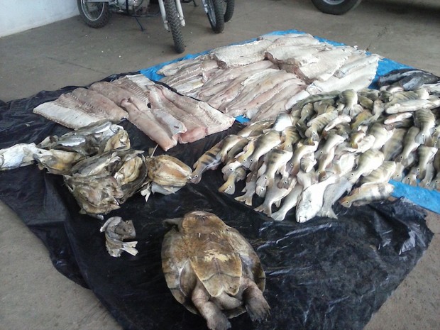 Um total de 548 quilos de pescado foram encontrados na carroceria de um veículo (Foto: Rogério Rodrigues/Divulgação)