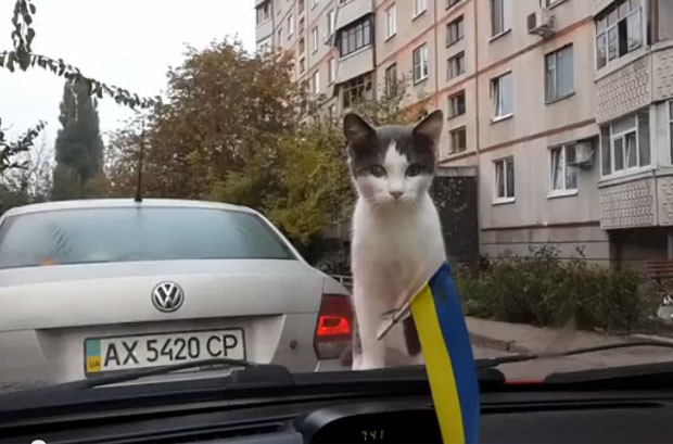 Gato curioso se assusta com movimento de limpador de para-brisa (Foto: Reprodução/YouTube/Catss Vidoz)