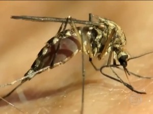 Doença é transmitida por picada de mosquito (Foto: Reprodução/ TV Globo)