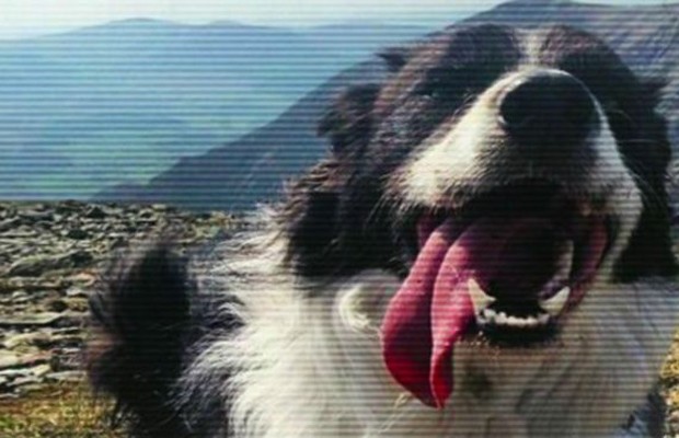 O cão Jasper, que passou quatro dias perdido (Foto: BBC)